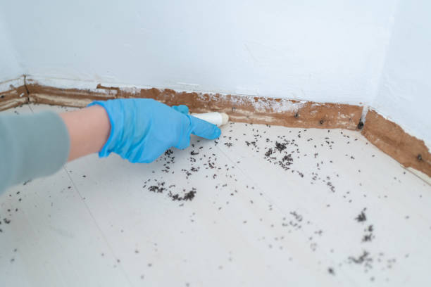 Trusted Falls Creek, PA Pest Control Experts